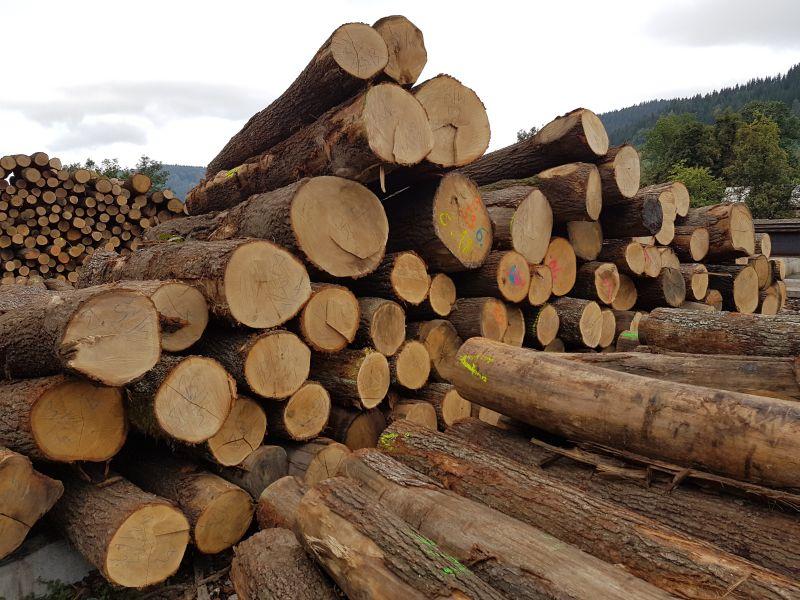 See log. Лес кругляк липа. Бревно кругляк. Дубовое бревно. Дуб кругляк.