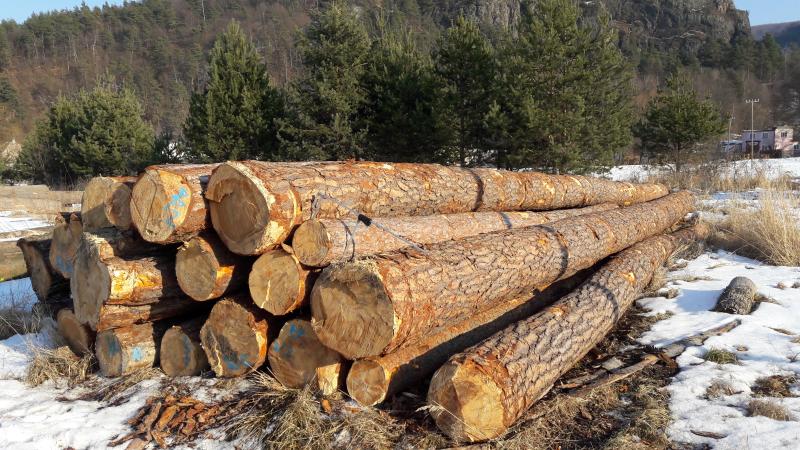 Мягкая древесина. Дерево кругляк. Кругляк 70. Дерево вяз кругляк. Кругляк Терак.