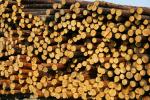 Çam Hamur odunu |  Yumuşak ağaç | Kütükler | Limited Liability Company 