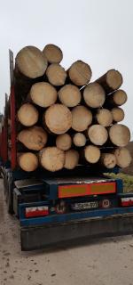 Alaçam Kesilmiş kütükler |  Yumuşak ağaç | Kütükler | TAKSUS d.o.o.